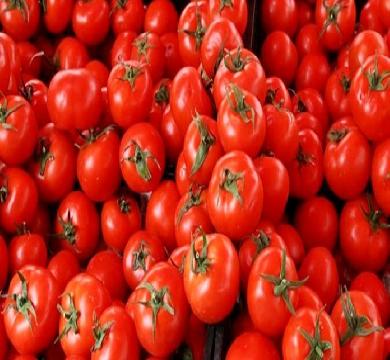 الإدارة الأمريكية تٌقرر فرض رسوم جمركية علي واردات الطماطم المكسيكية 17 %